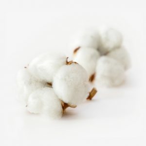 Organic Cotton Balls from Organyc