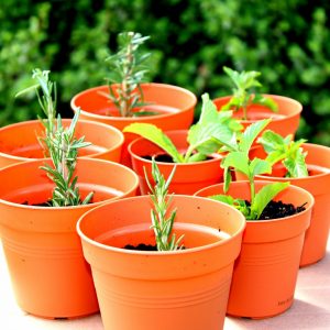 Biogone seedling pots, Reusable and Biodegradable